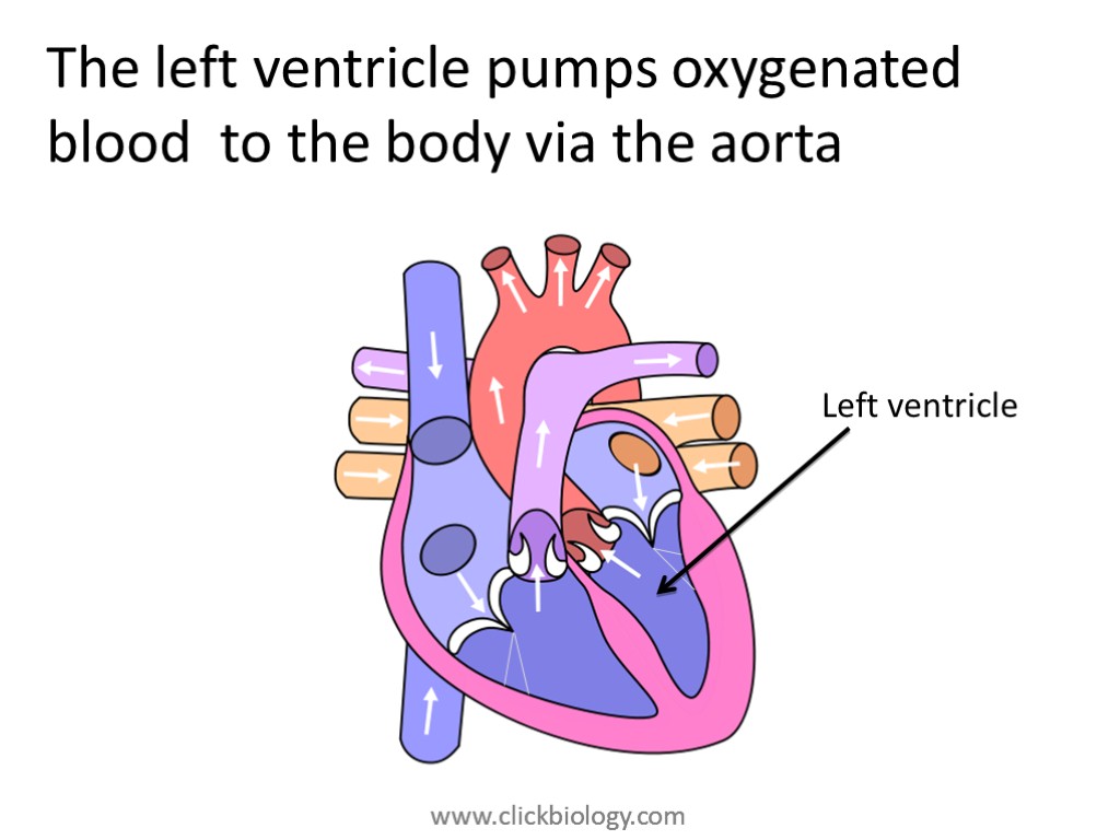 The left ventricle pumps oxygenated blood to the body via the aorta Left ventricle